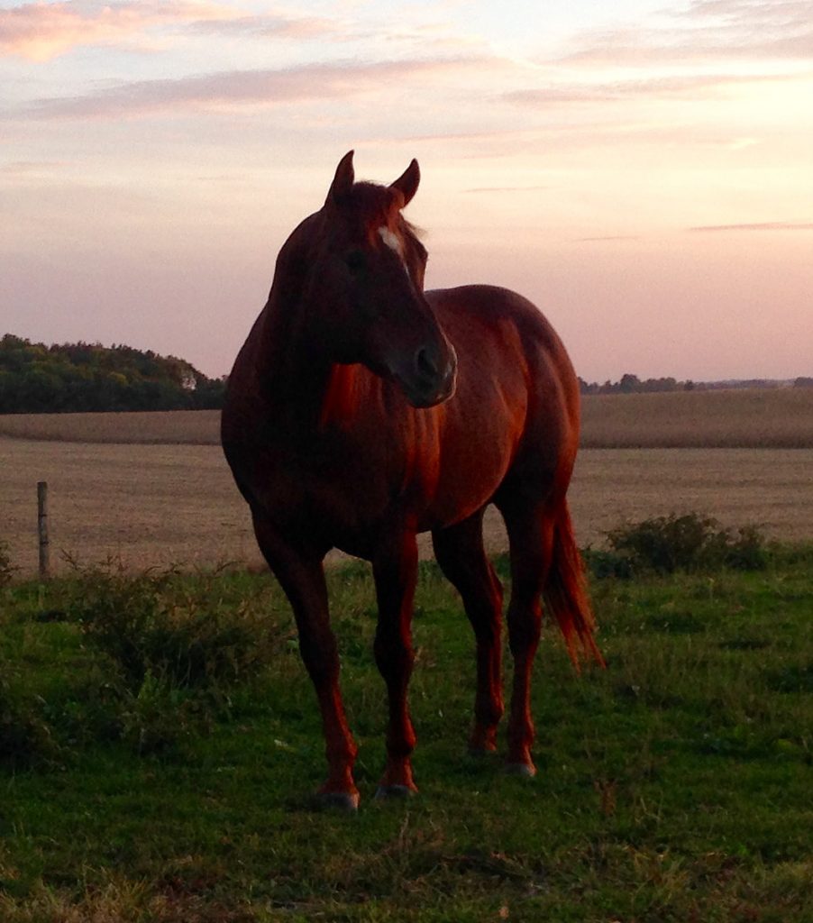 Equine in Rockville and Veedersburg, IN West Central Veterinary Services